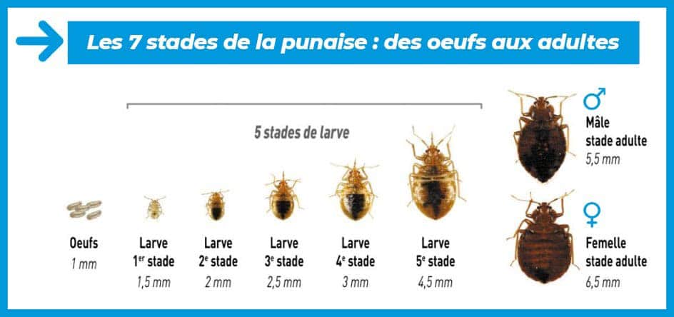 Comment lutter contre les punaises de lit ?