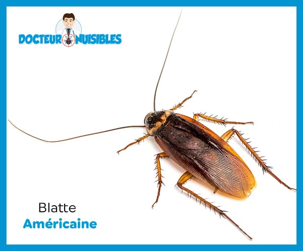 La blattes americaine