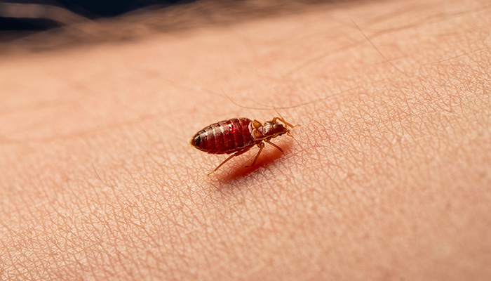 10 faits insolites et étonnants sur les punaises de lit