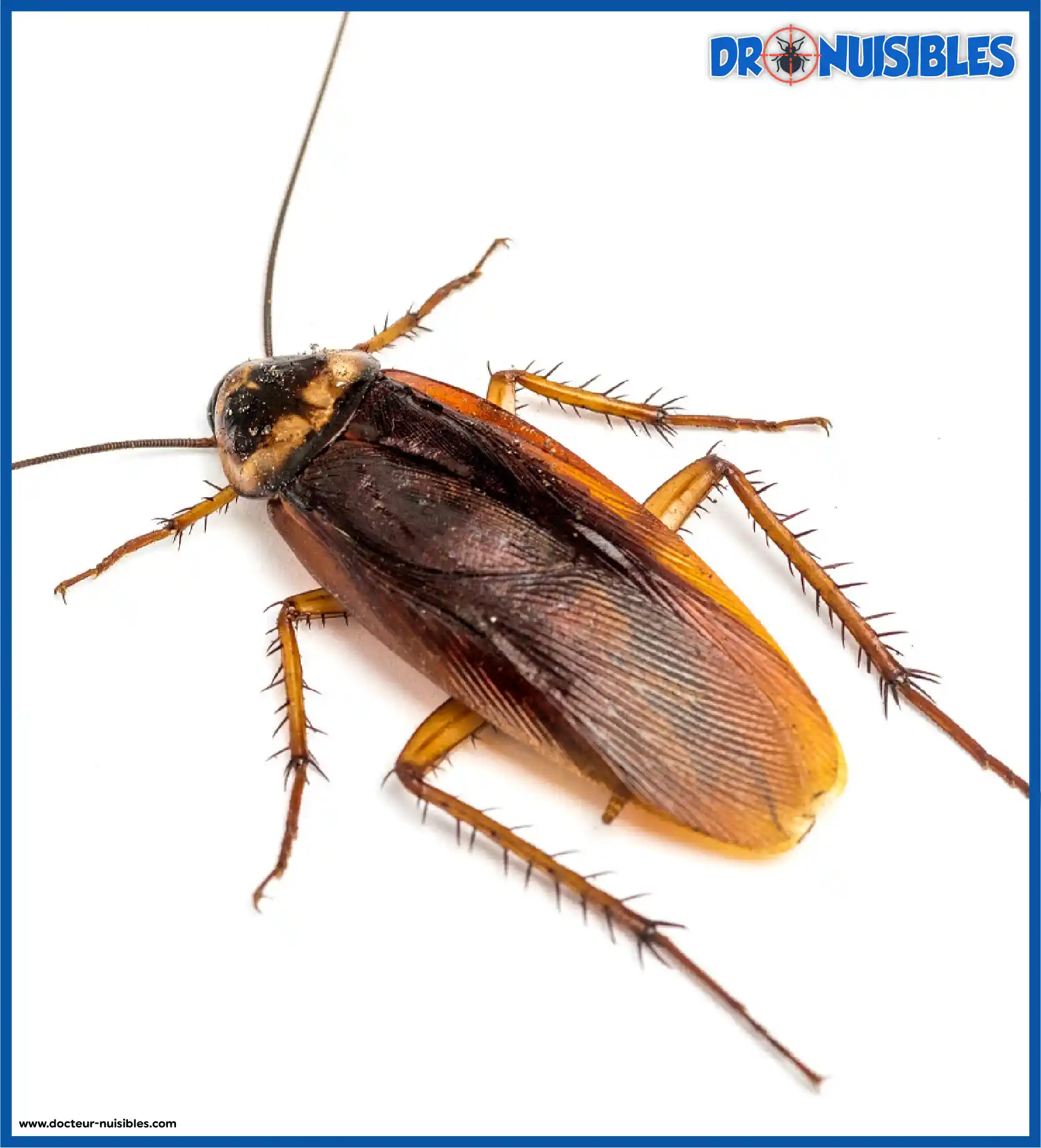 Image De Cafards Cafard Insecte Photos Et Images De Collection SERHAX