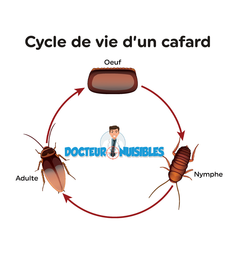 Combien de temps vit un cafard ?