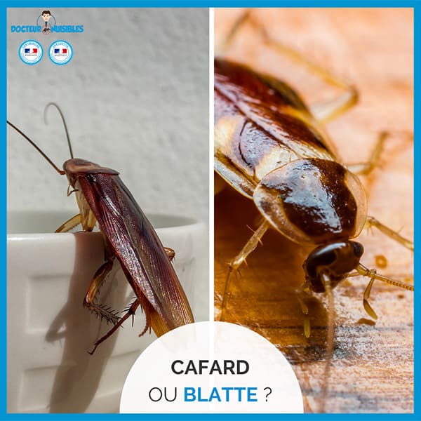 Quelles différences entre une blatte et un cafard ?