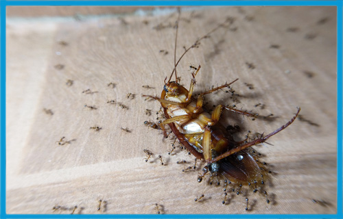 Comment éviter une infestation de cafards chez soi ?