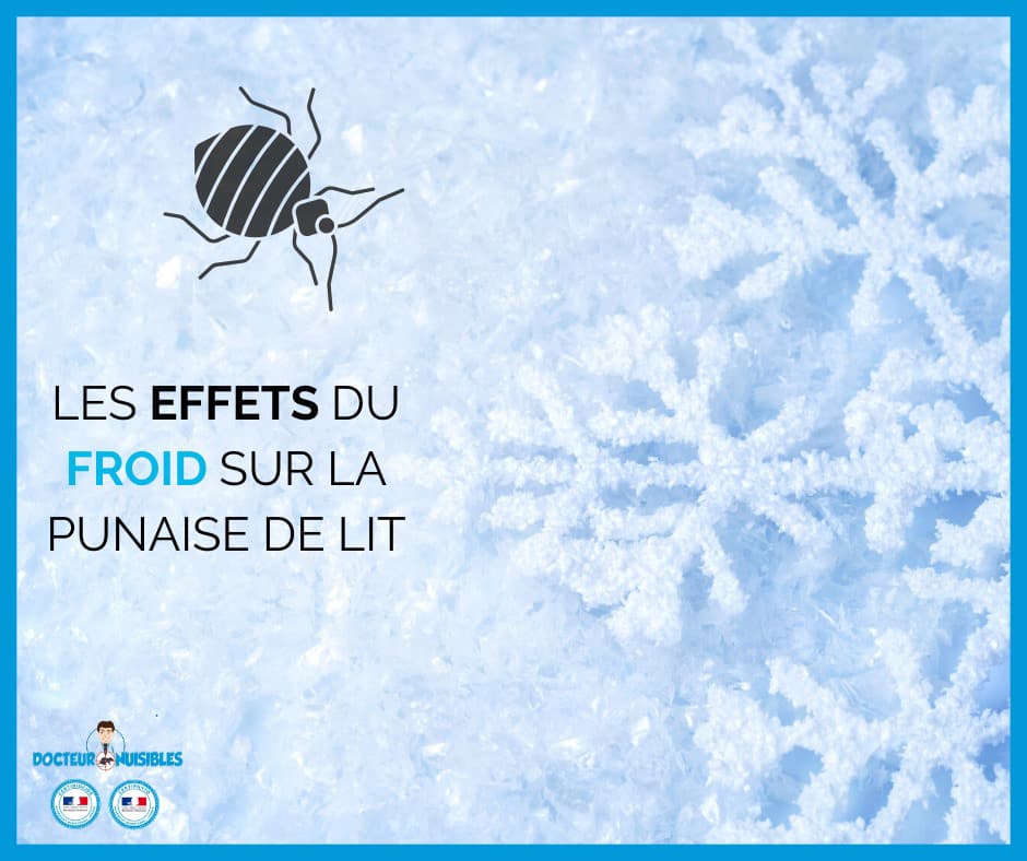 Les effets du froid sur la punaises de lit