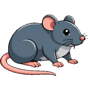 Présence de rats à éliminer