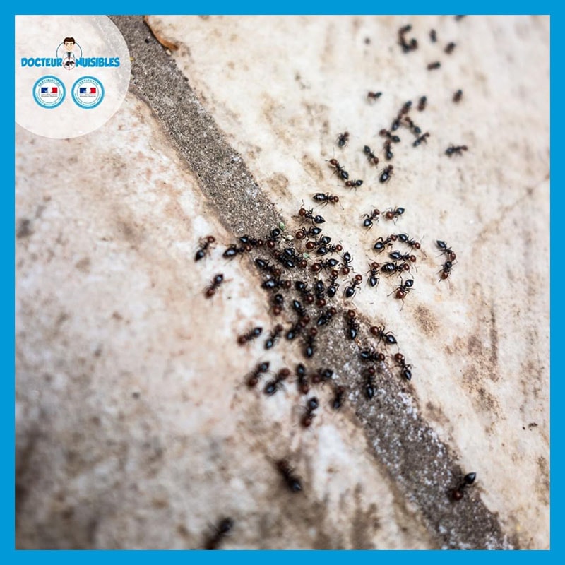 Fourmi : toutes nos informations sur les fourmis - Docteur Nuisibles