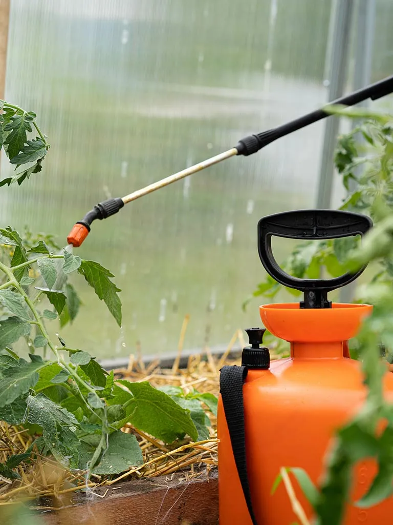 Acide borique en spray sur une infestation de fourmis