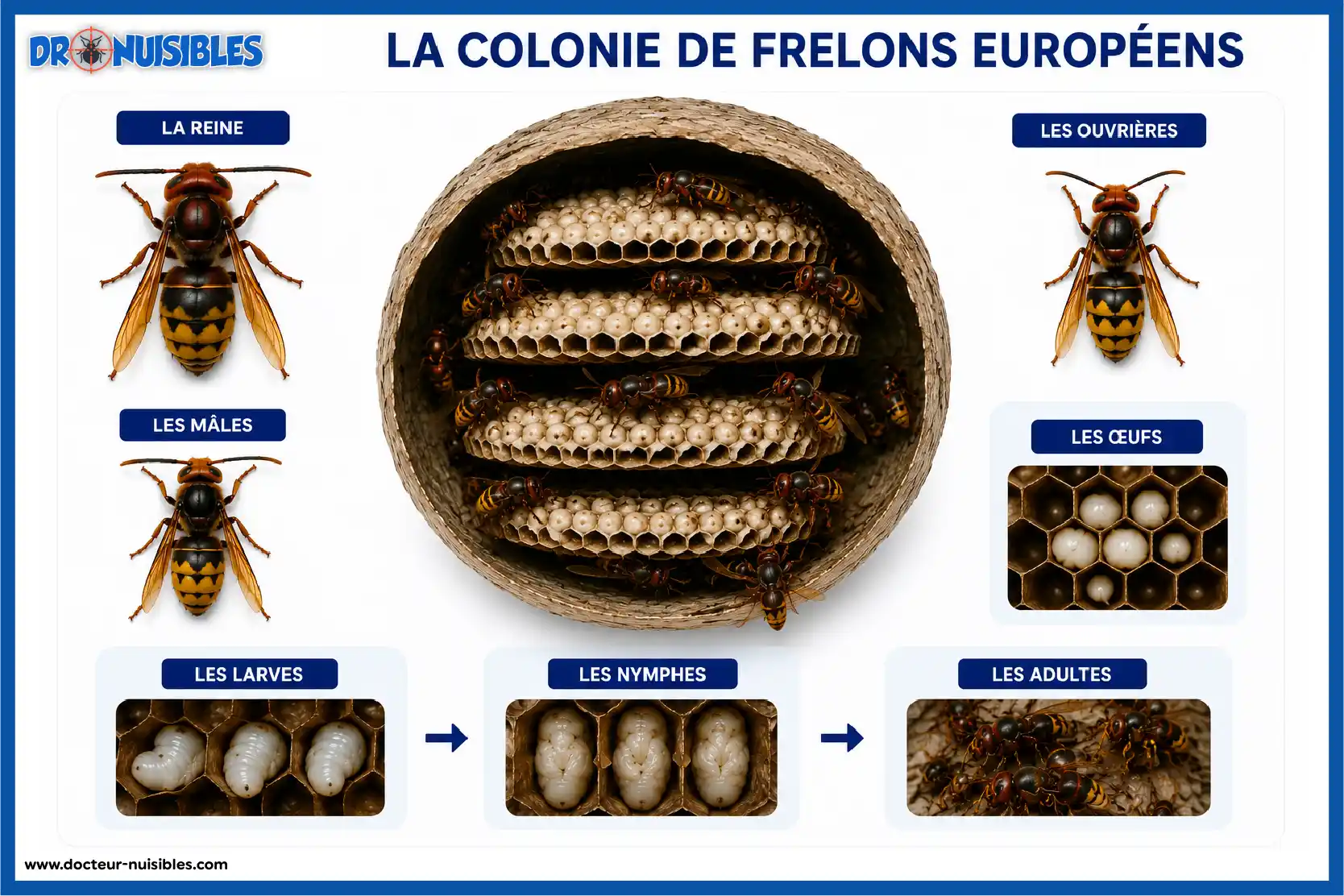 Anatomie d'un nid de frelons avec reine ouvrières larves alvéoles et entrée du nid