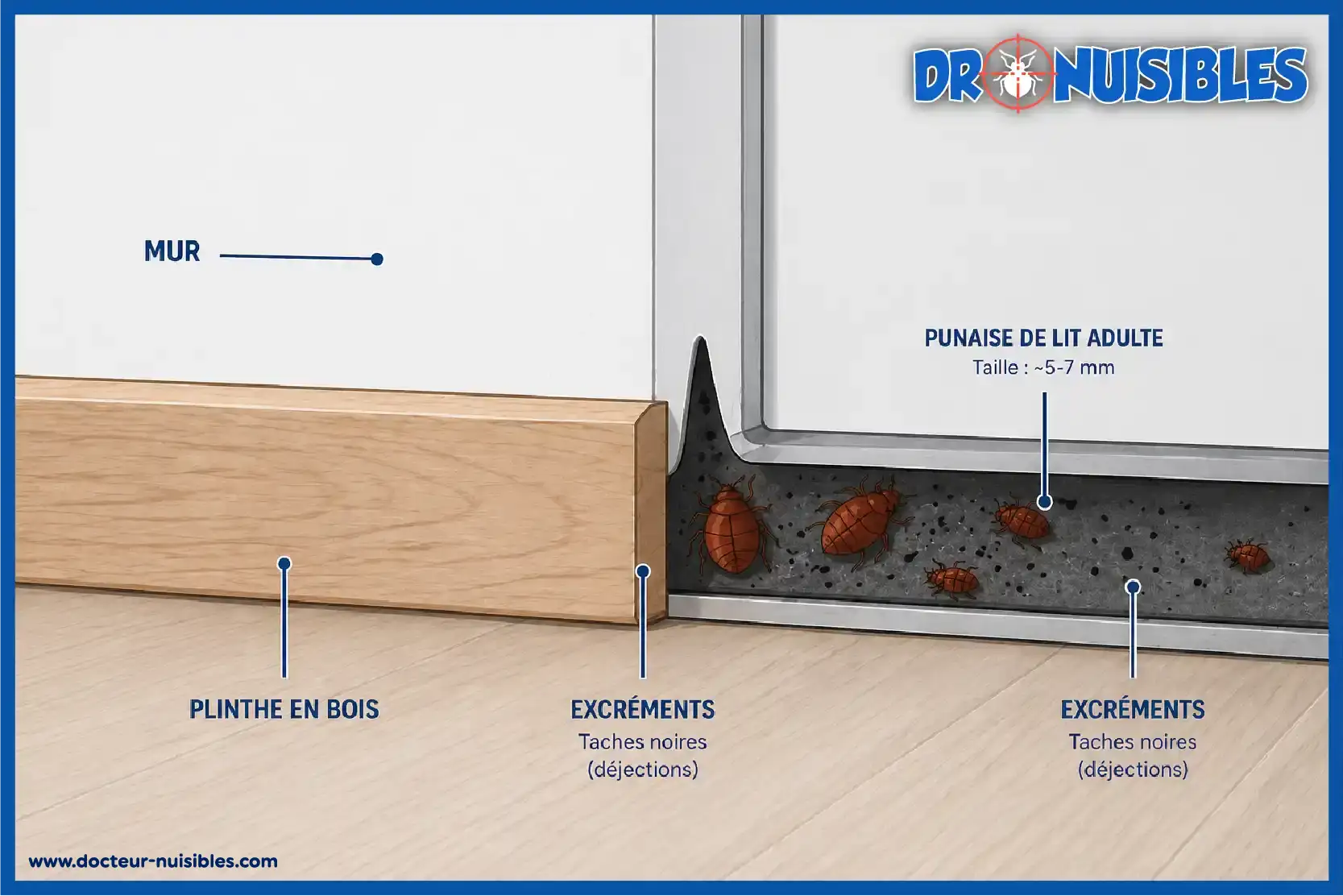 punaises de lit cachette plinthe mur excréments