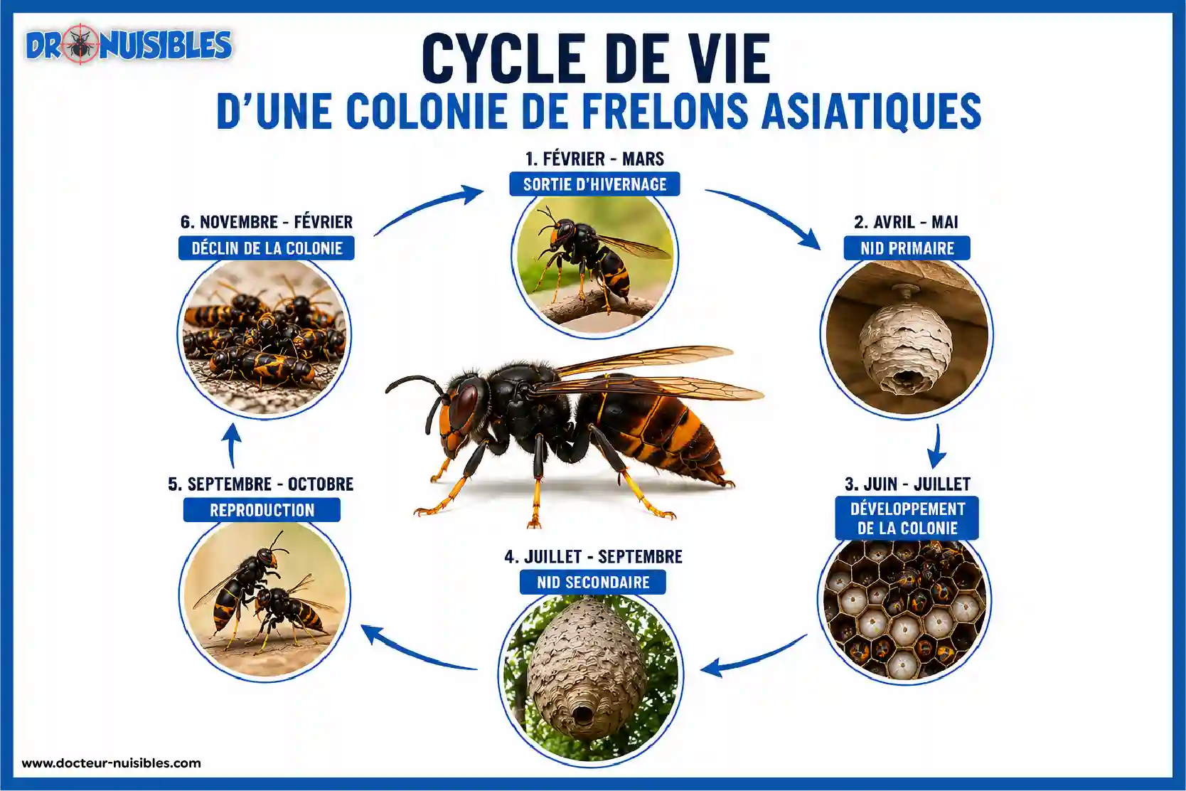 Organisation d'une colonie de frelons asiatiques avec reine fondatrice ouvrières et nid
