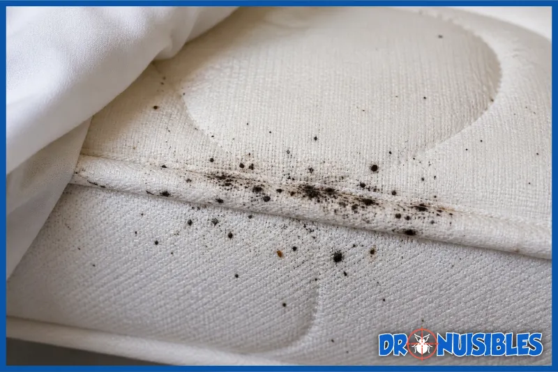crottes de punaises de lit sur matelas avec petites taches noires et traces d’excréments