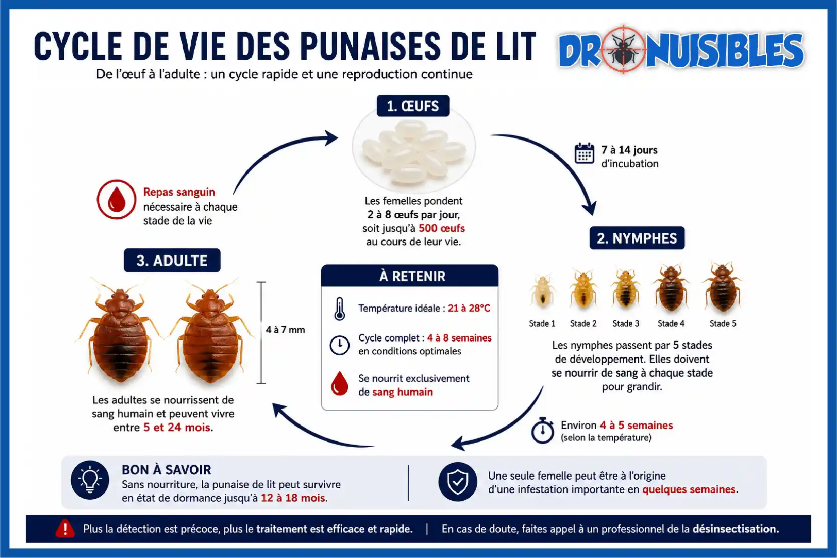 cycle de vie des punaises de lit œufs nymphes adulte durée de vie et reproduction