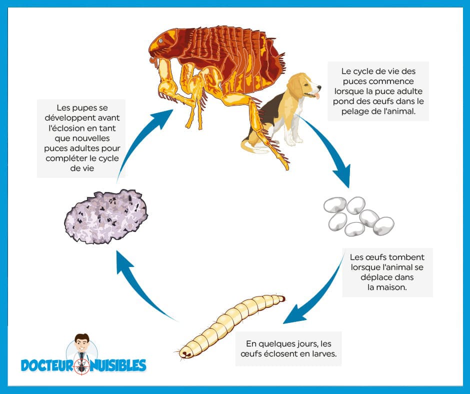 Le cycle de vie des puces