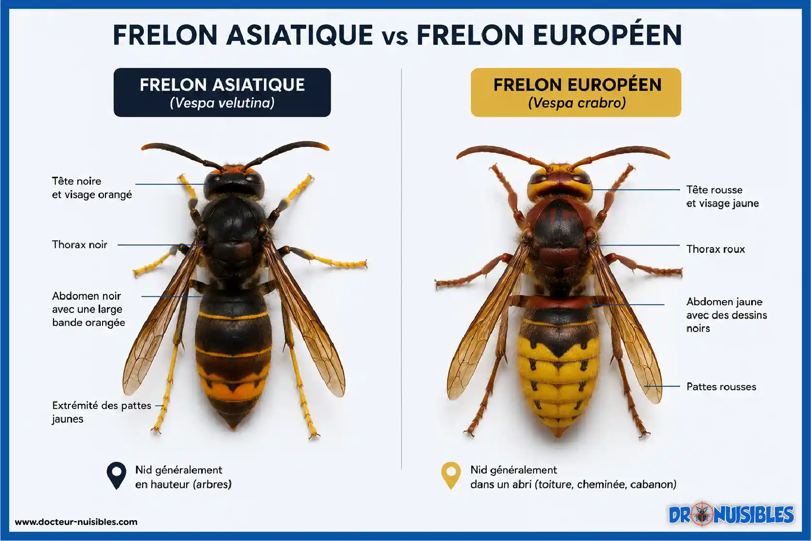 Différences entre frelon asiatique Vespa velutina et frelon européen
