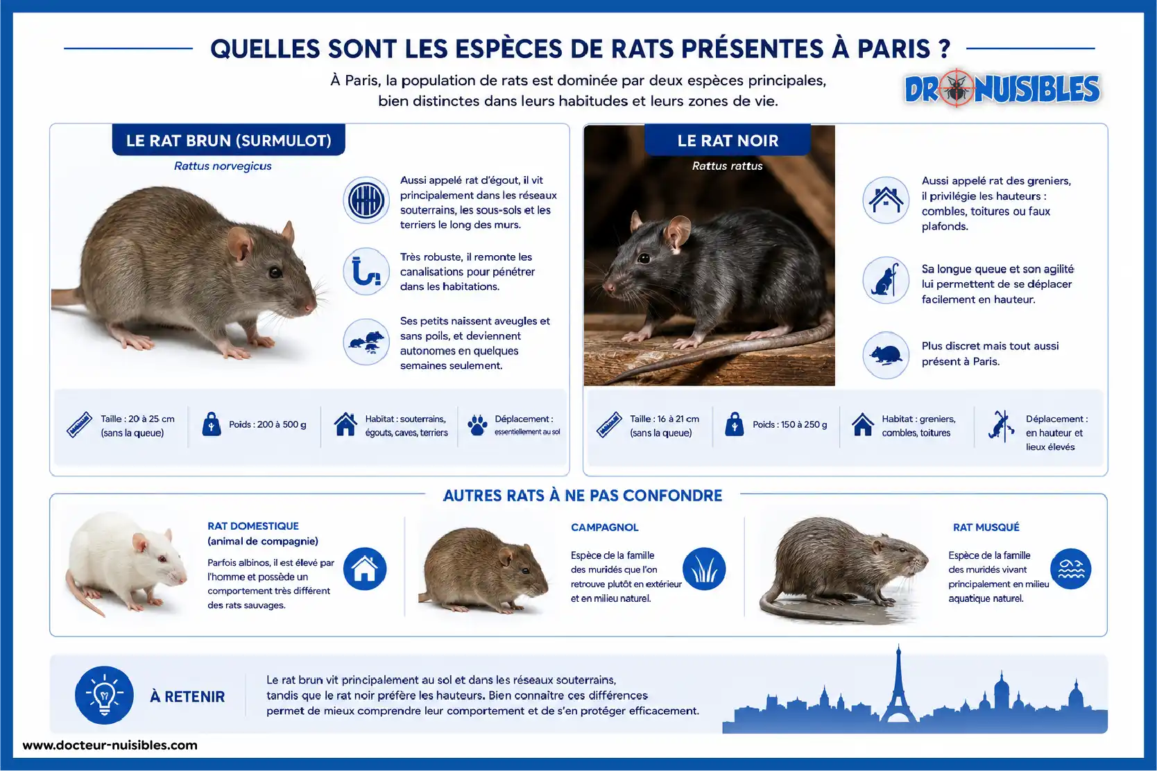 Rats Mode De Vie Et Races De Rat Surmulot