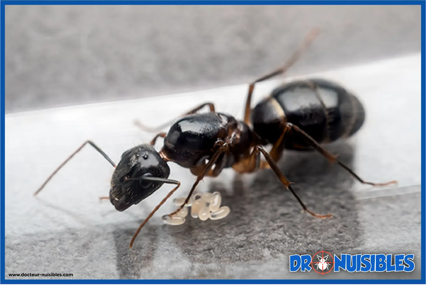 Fourmi charpentière Camponotus avec ses œufs