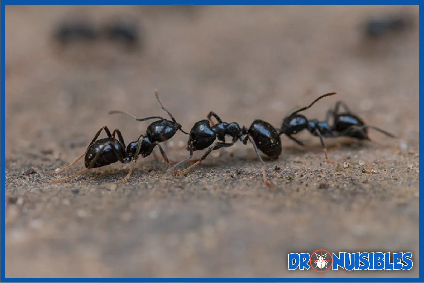 Fourmi noire Lasius niger observée en gros plan