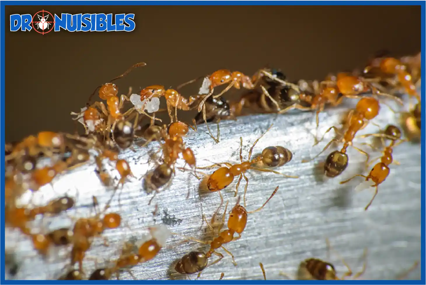 Colonie de fourmis pharaon Monomorium pharaonis