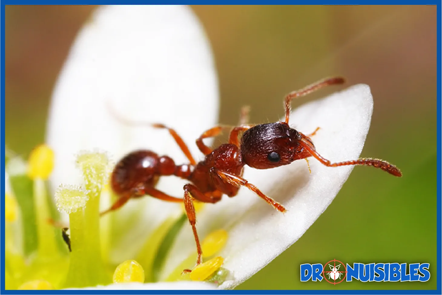 Fourmi rouge Myrmica rubra sur une fleur