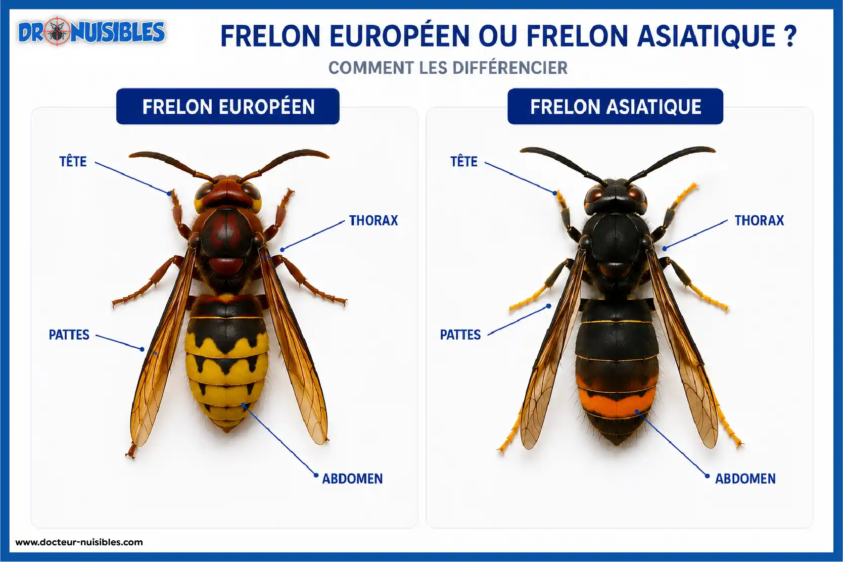 Frelon européen Vespa crabro vu de face pour l'identification de l'espèce