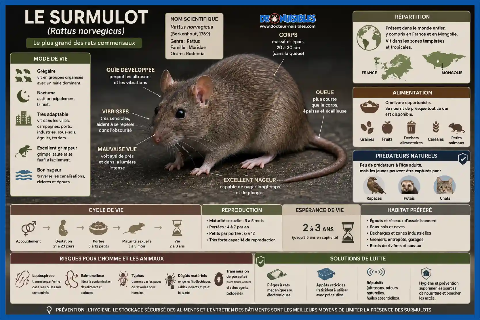 Infographie complète présentant l'anatomie, le mode de vie et les risques liés au surmulot