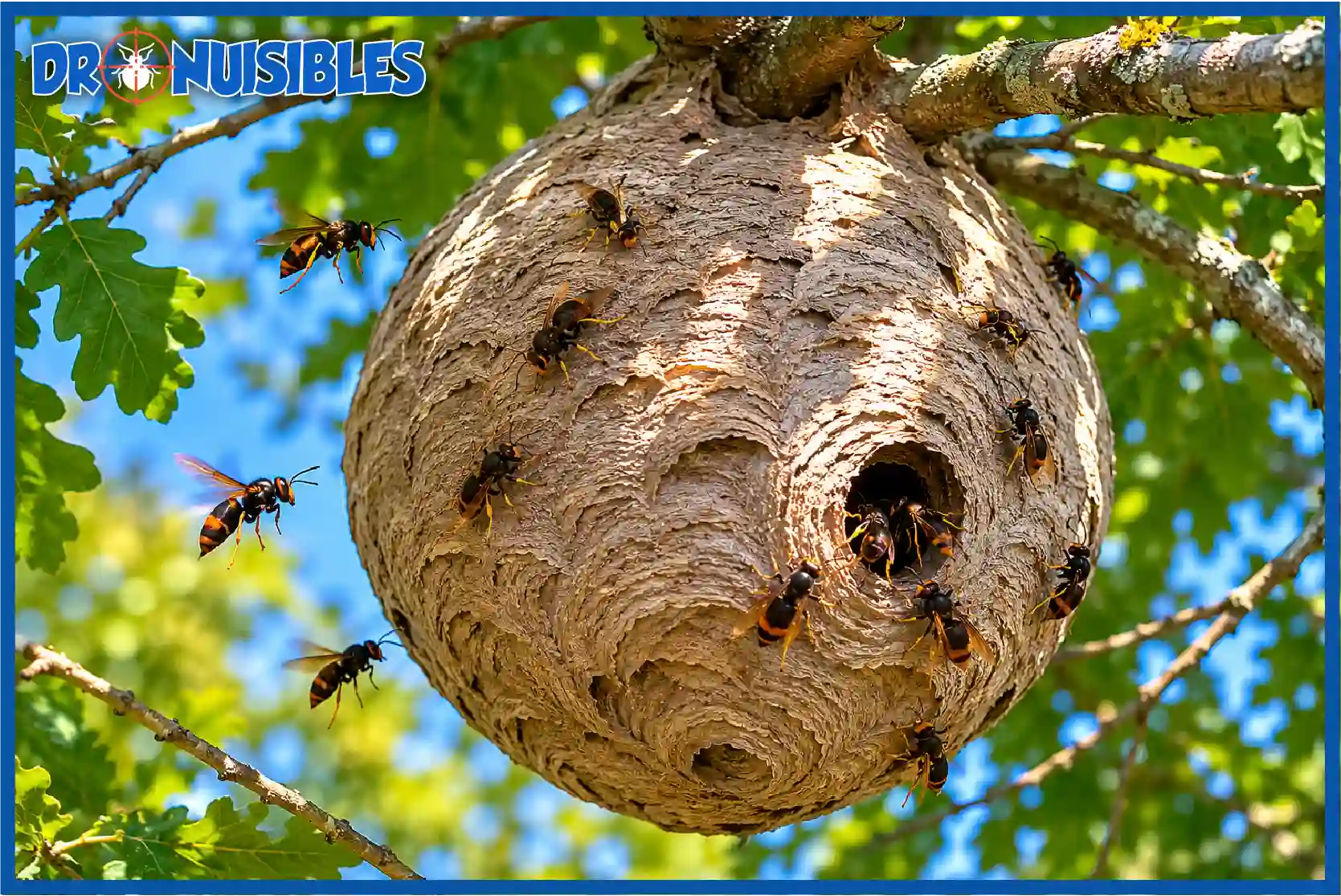 Nid de frelons asiatiques construit dans un arbre