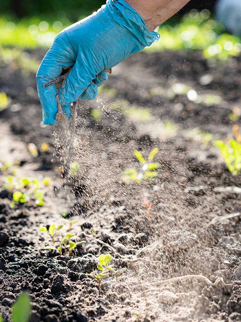 Application de poudre anti-fourmis à base de fourmicide