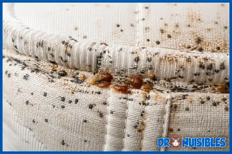 taches noires matelas punaises de lit traces de sang infestation
