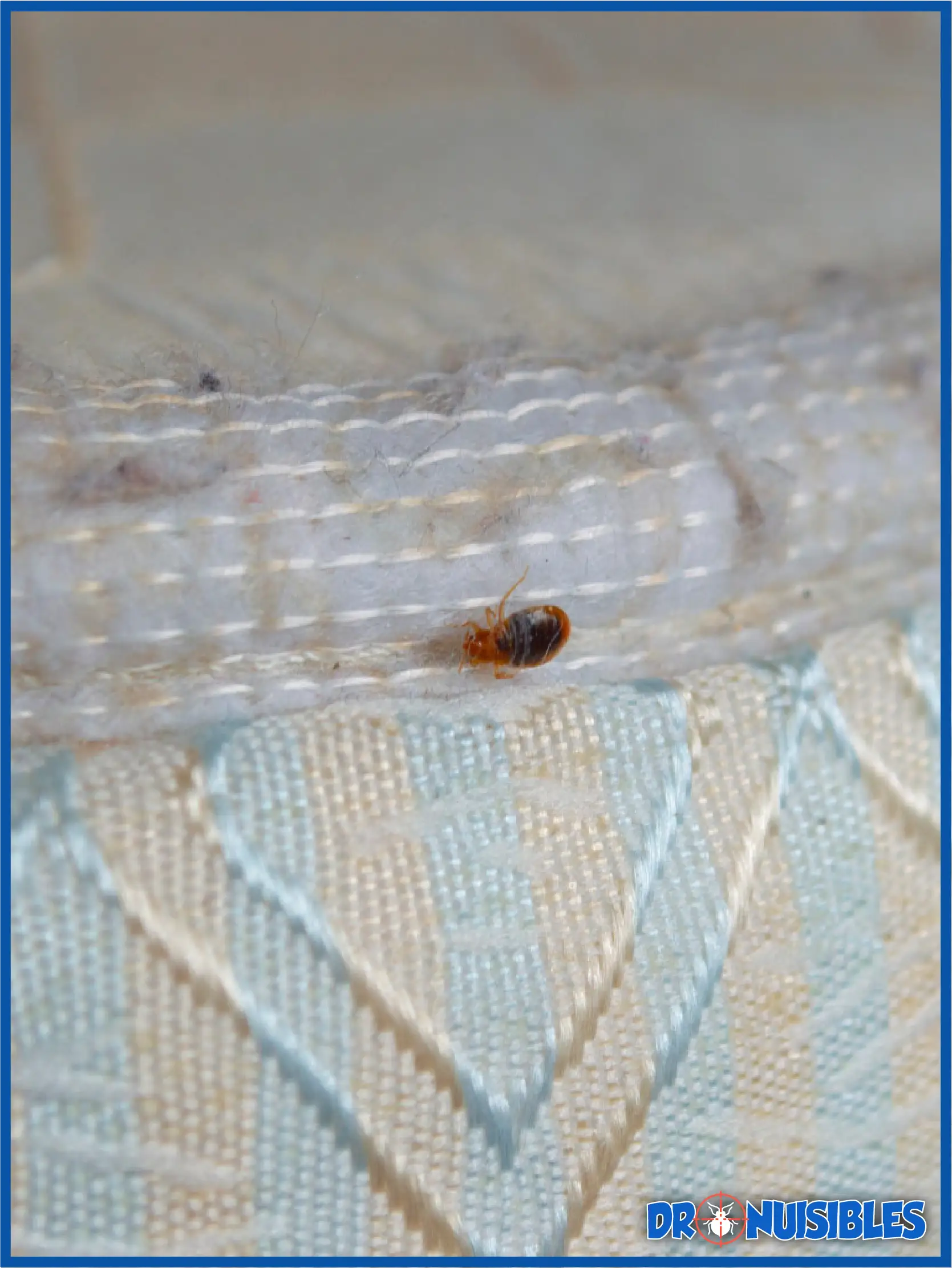 traitement professionnel punaises de lit sur matelas desinfection et eradication