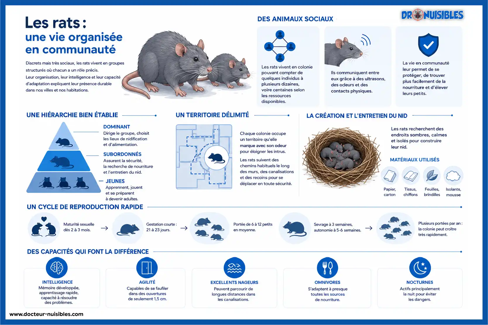 Infographie expliquant le mode de vie des rats, leur organisation sociale et leur reproduction