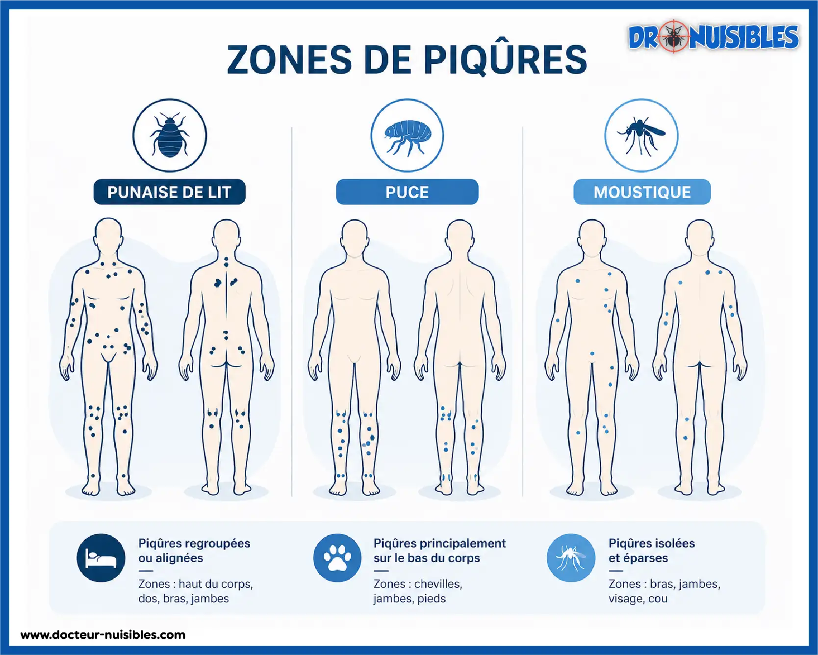 différence zones piqûres punaise de lit puce moustique corps humain