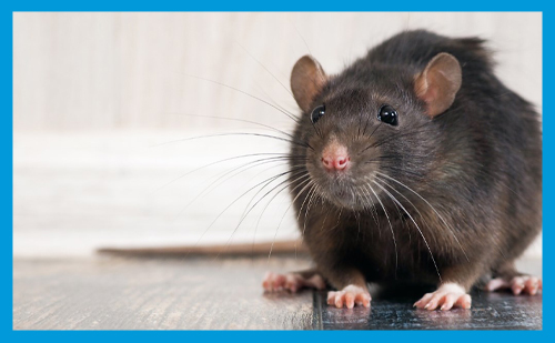 Quels raticides efficaces pour lutter contre les rats ?