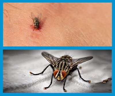 La piqûre de la mouche charbonneuse