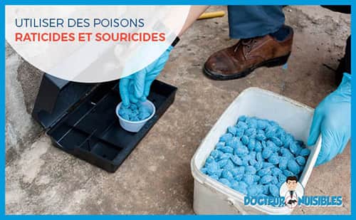 Raticides : ce qu'il faut absolument savoir avant de dératiser