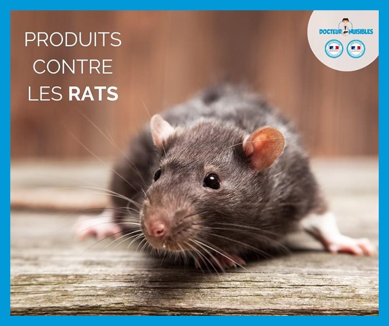 Rats : mode de vie et races de rat - Surmulot