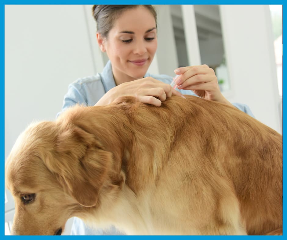 Comment choisir un anti-puce pour chat ou chien et à quel moment