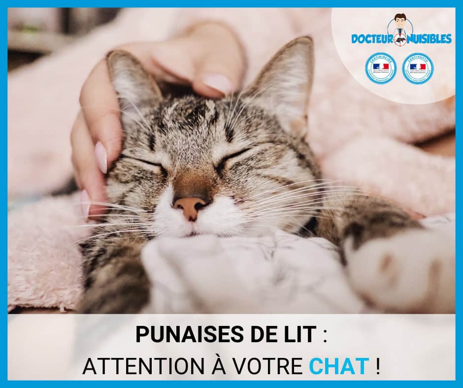 Punaises de lit : attention à votre chat !