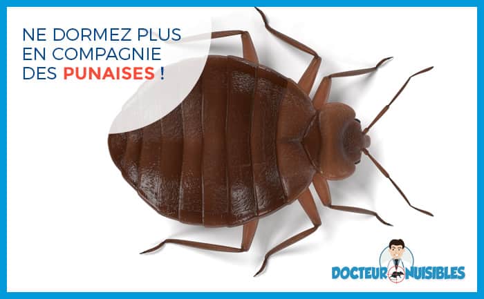 Ne dormez plus en compagnie des punaises !