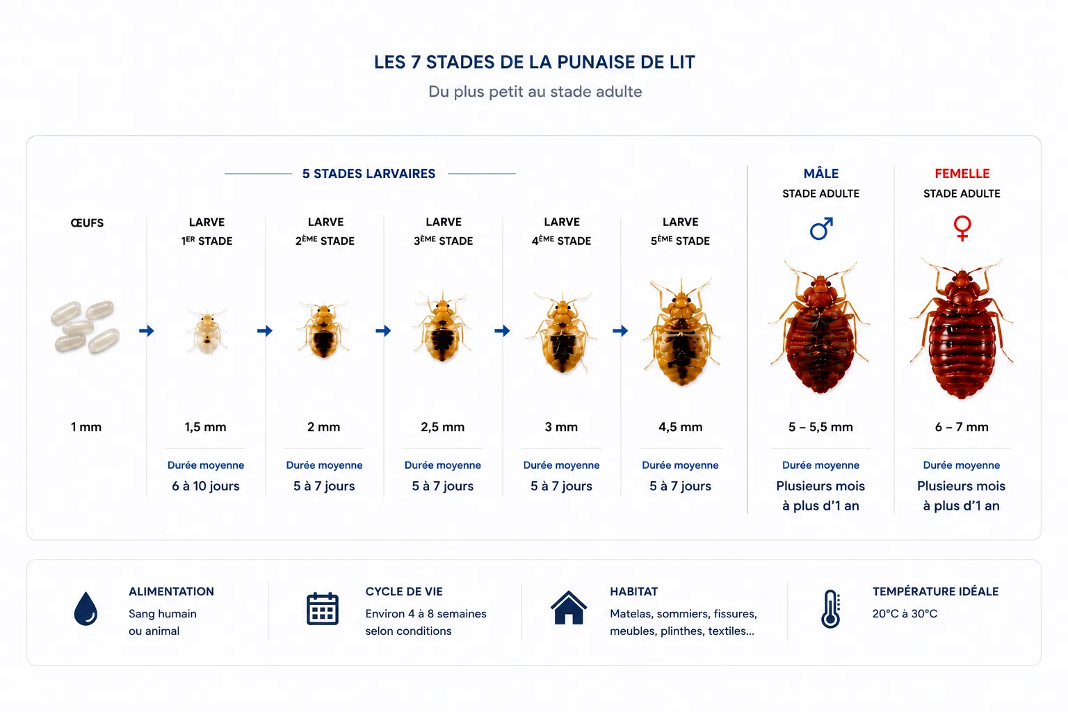 Les 7 stades de la punaise de lit : de l'œuf 1 mm à l'adulte femelle 6-7 mm