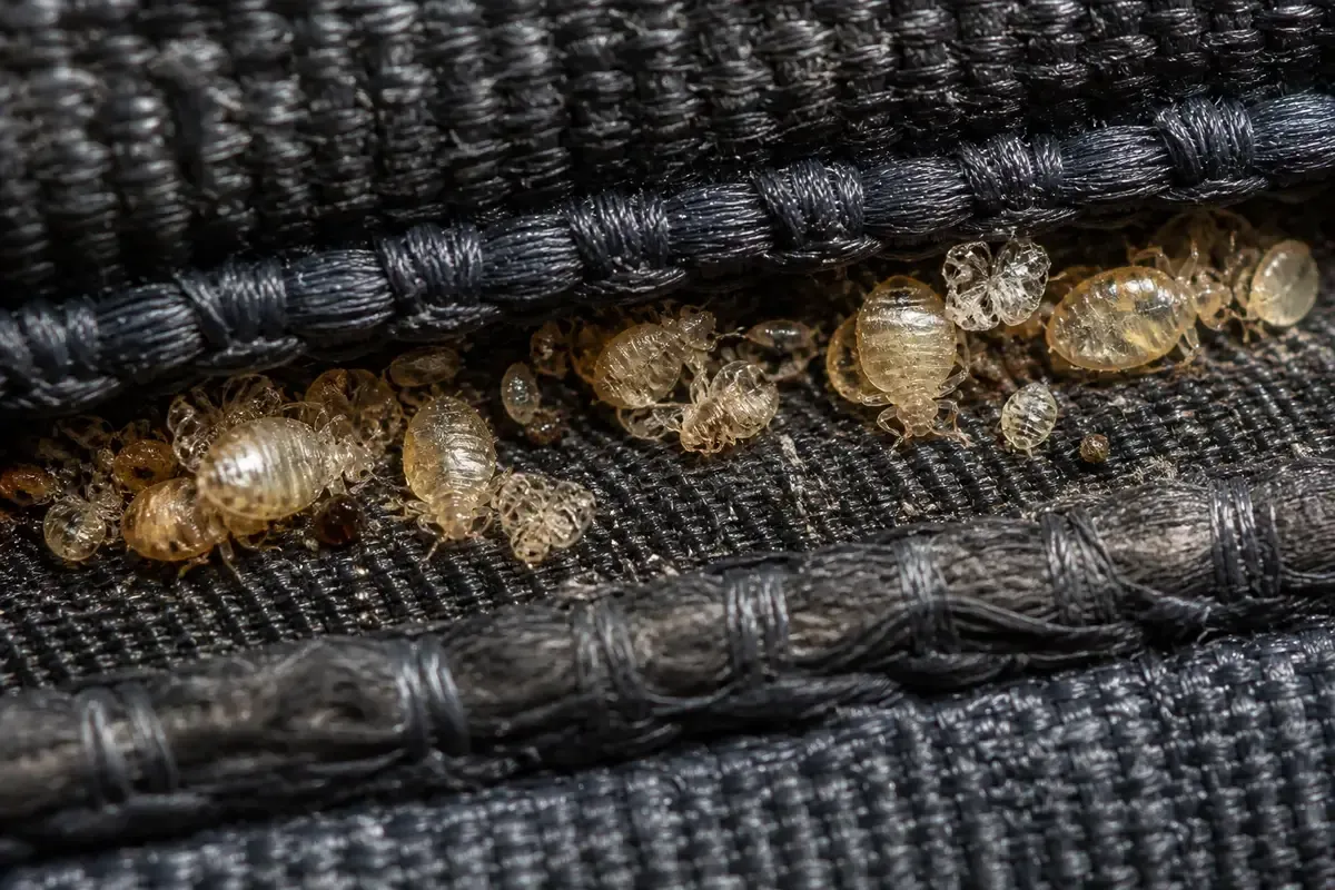 Nymphes de punaises de lit quasi transparentes sur tissu de sommier sombre