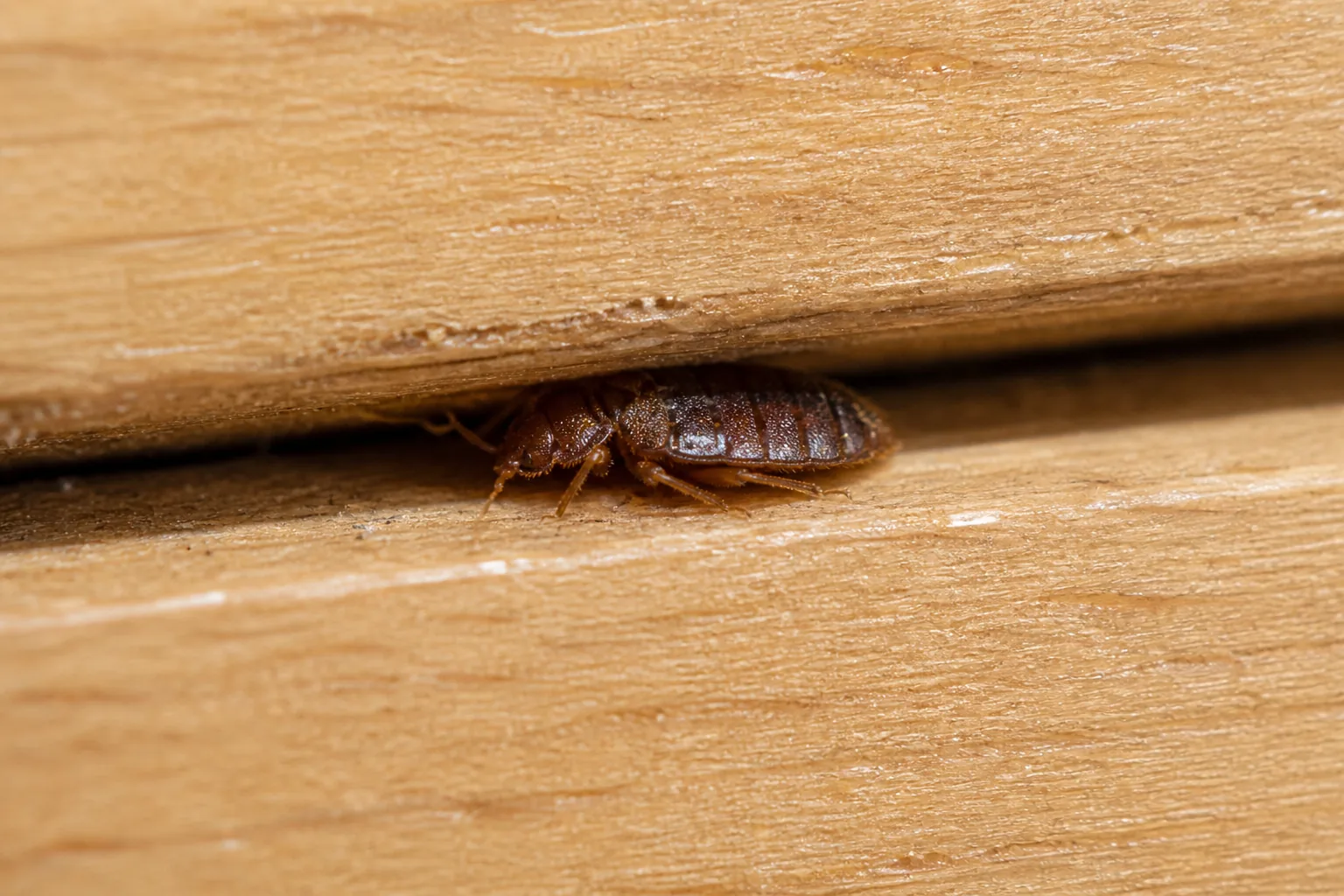 Punaise de lit adulte dans interstice de bois sommier
