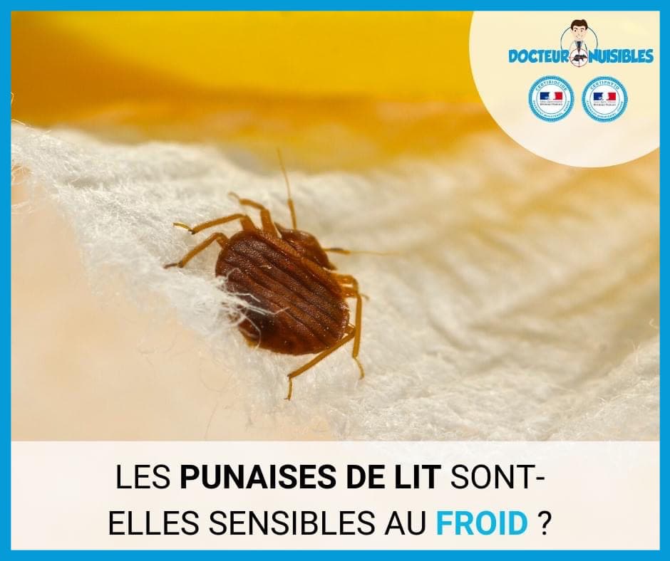 Tuer les punaises de lit par le froid : que faire ?