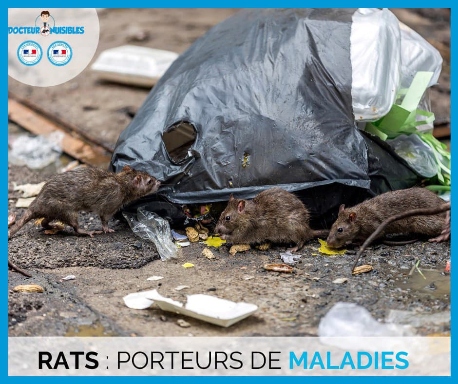 Rats : porteurs de maladies