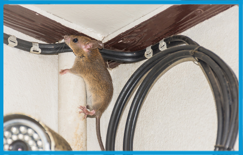 Quels sont les dégâts causés par les rats ?