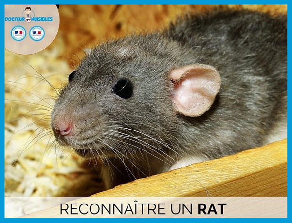 Dératisation : que faire pour lutter contre les rats et les souris ?