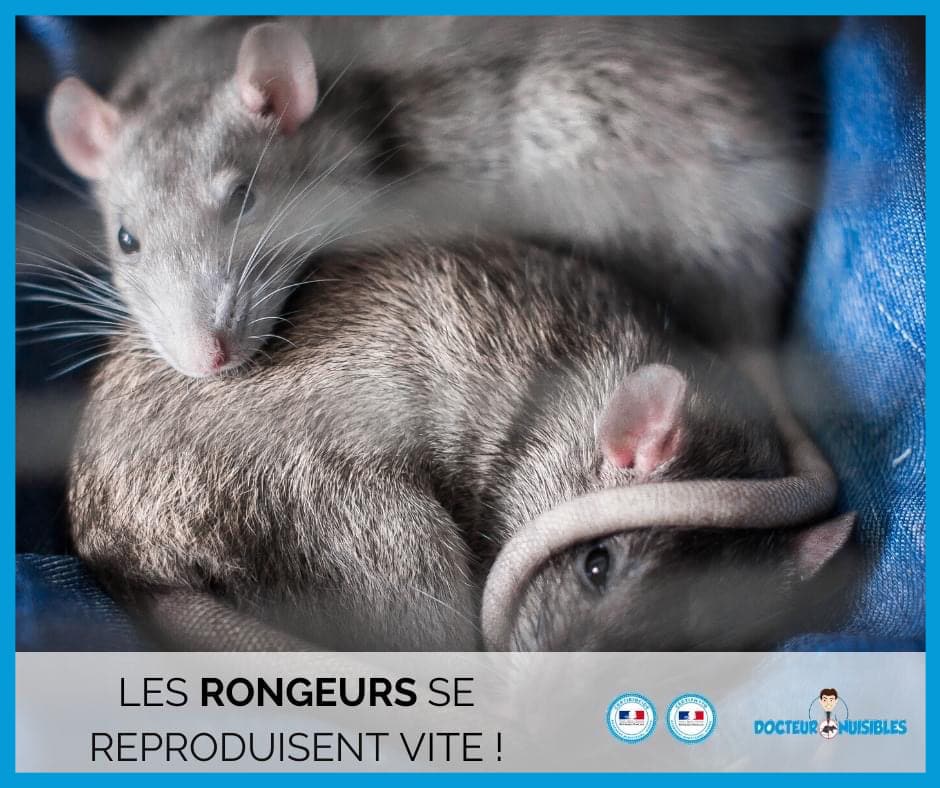 Comment se débarrasser des souris et autres petits rongeurs ?