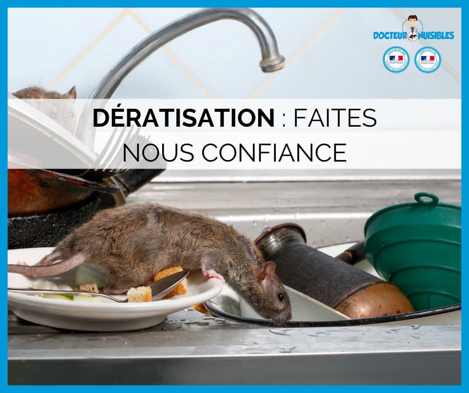 Deratisation : faites nous confiance