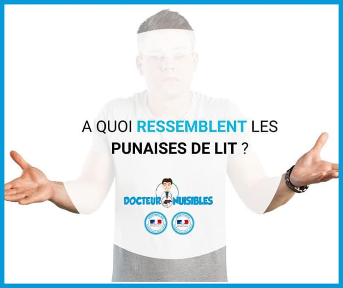 A quoi ressemble les punaises de lit ?