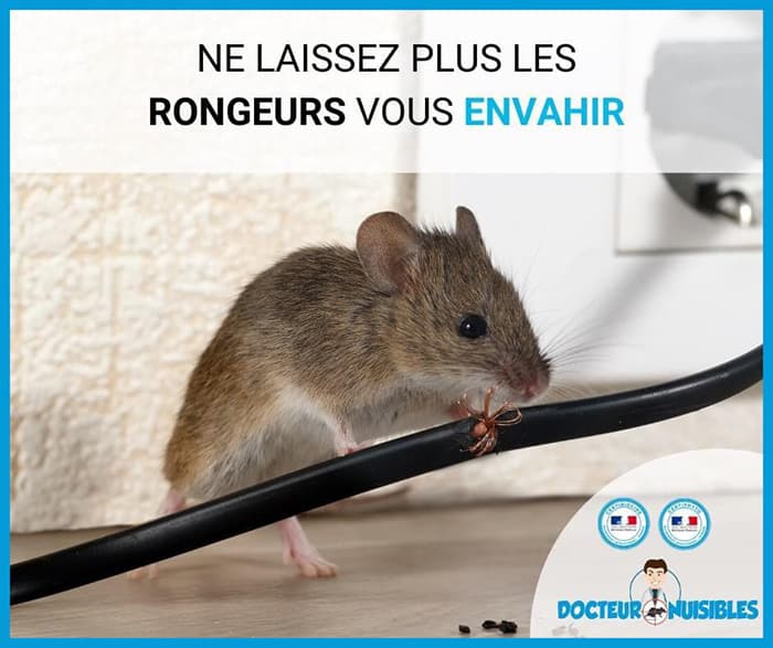 À quel moment faut-il demander la dératisation de vos locaux ?
