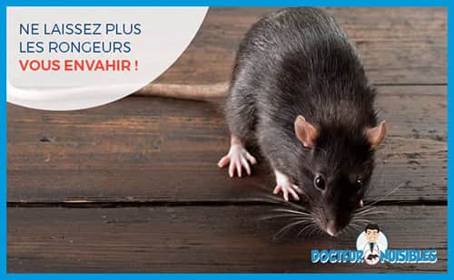 Attrape Souris Piège Efficace Souricière contre musaraigne